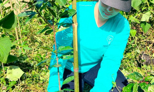 PENSE_VERDE_REFLORES